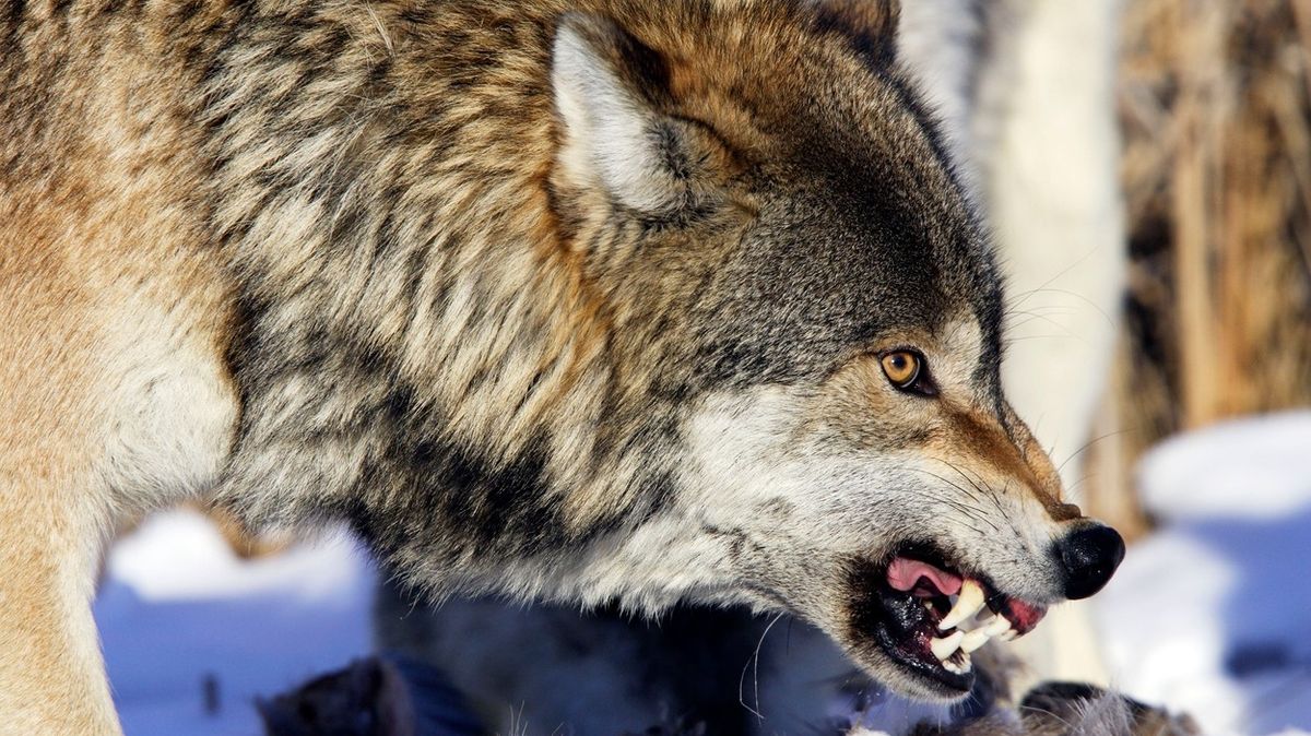 Ruský farmář zabil holýma rukama vzteklého vlka